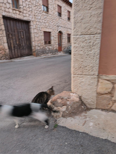 Cats photo by Isabel G. der Diego